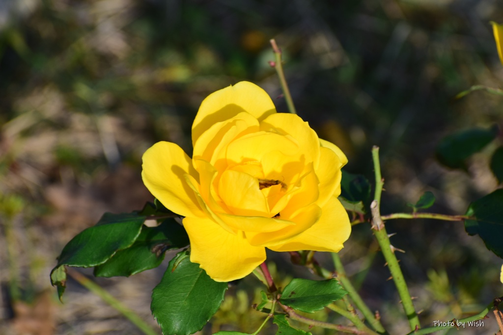 １１月の薔薇