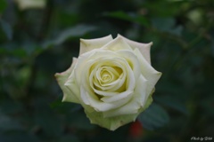 １１月の薔薇