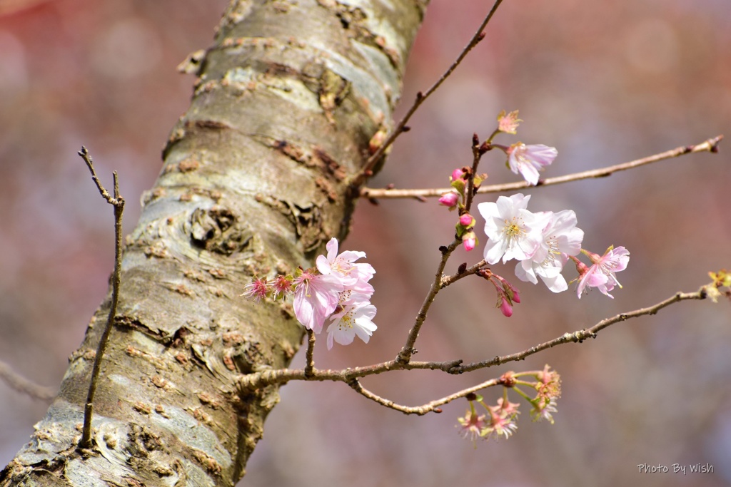 十月桜