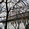 晩秋の柿