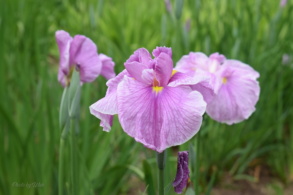 花菖蒲