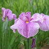 花菖蒲