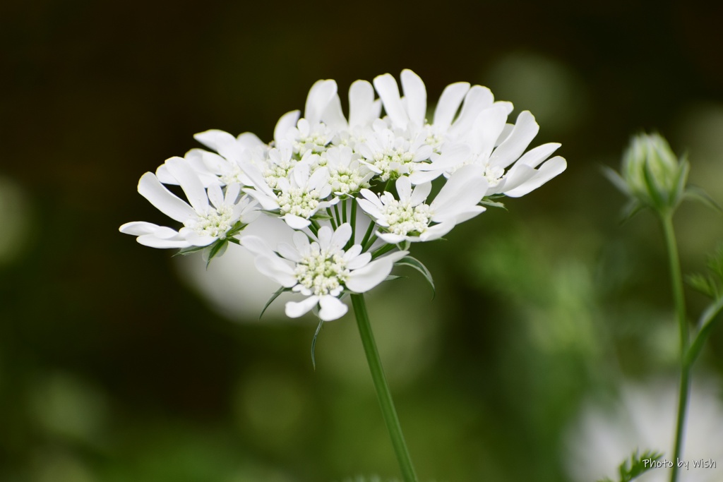 白花