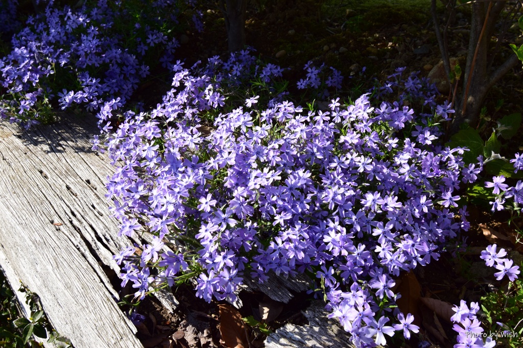 芝桜