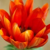 petal
