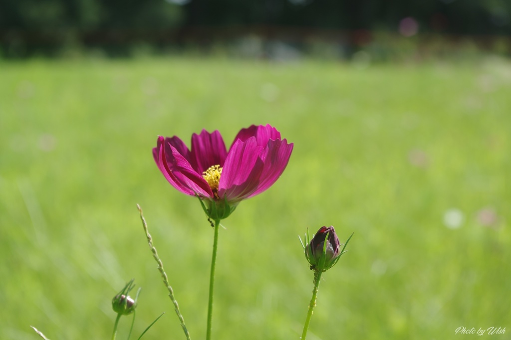 さきはじめのころ