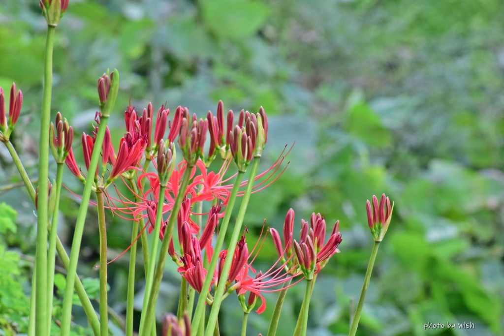 彼岸花の蕾