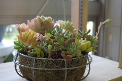 寄せ植え