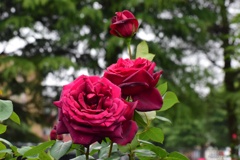 ５月の薔薇