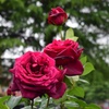 ５月の薔薇