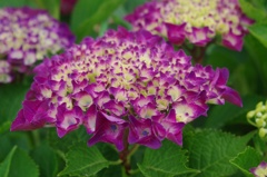 紫陽花②