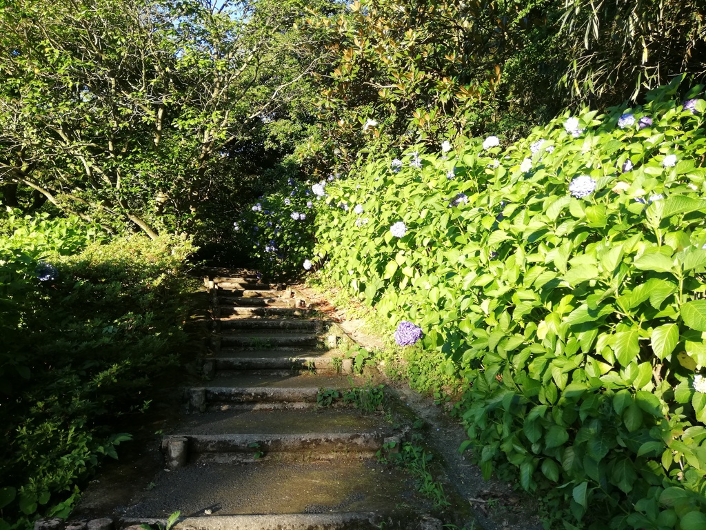 夕方の紫陽花