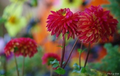 紅色