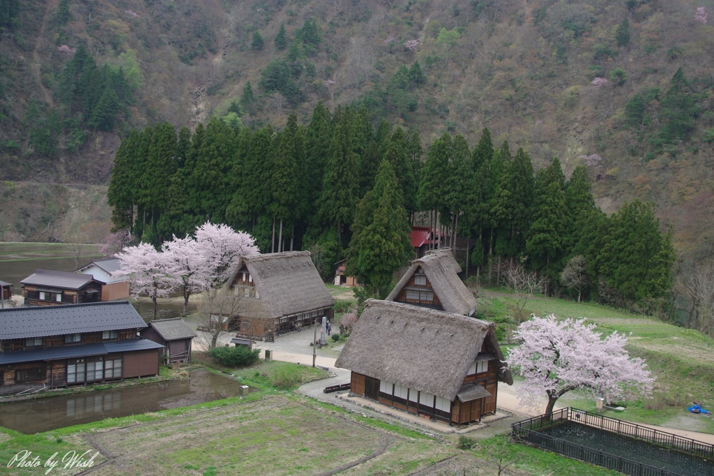 春の合掌集落