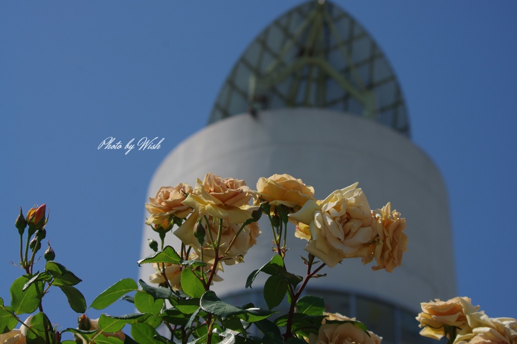 タワーと薔薇