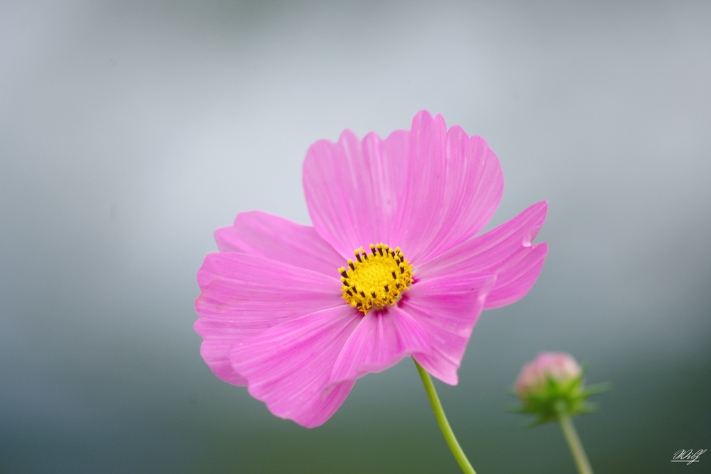 秋桜色