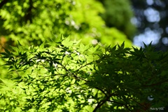 青葉の煌めき