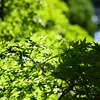 青葉の煌めき