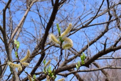 芽吹きの季節