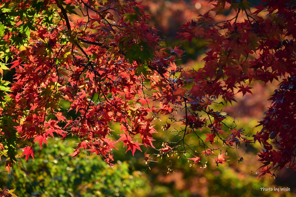 煌めく紅葉