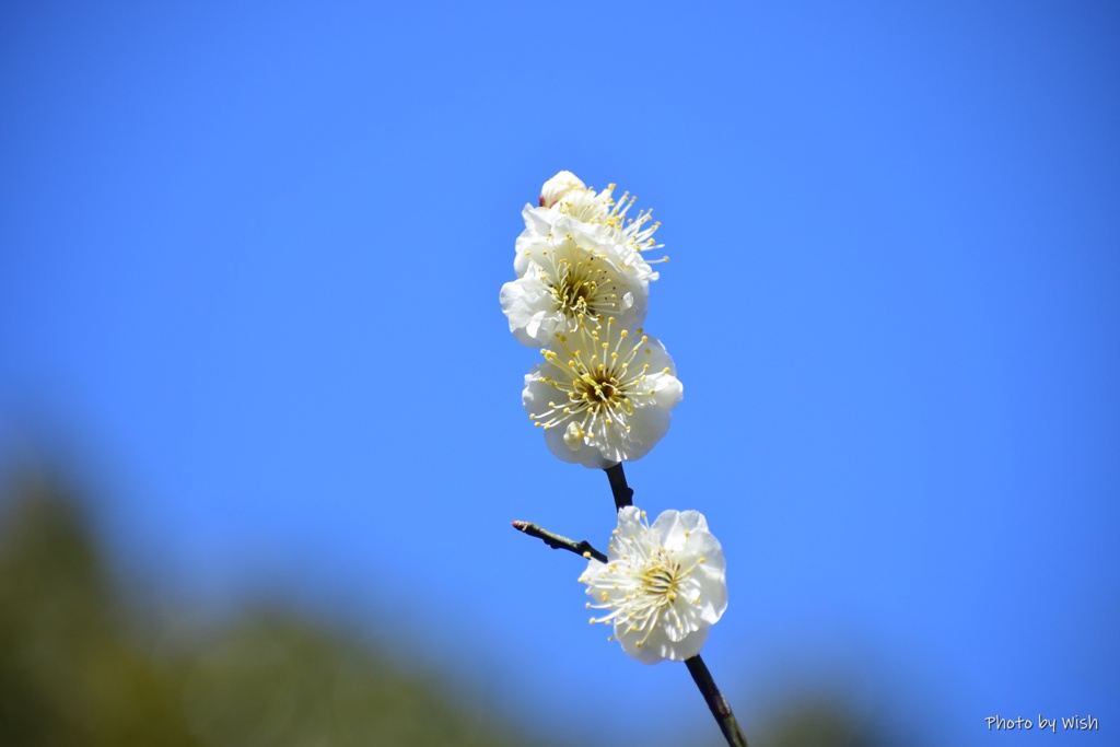 ３月6日の花日和