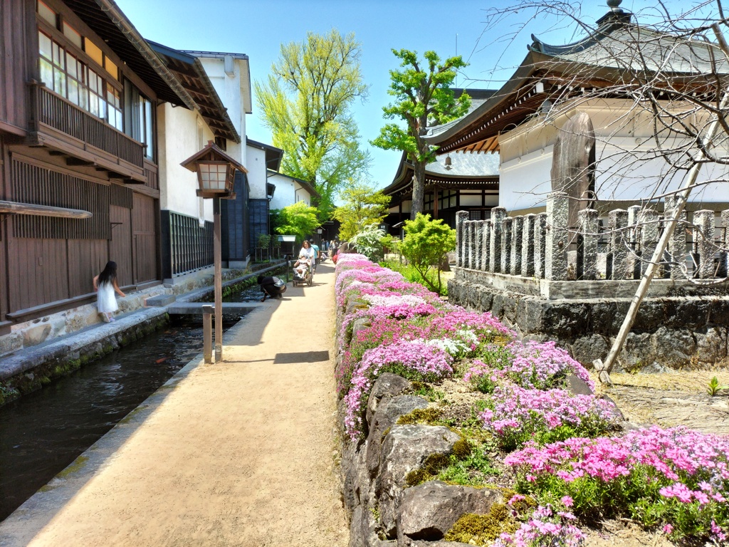 瀬戸川沿いに咲く芝桜