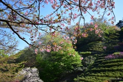 春の樹木に咲く花々