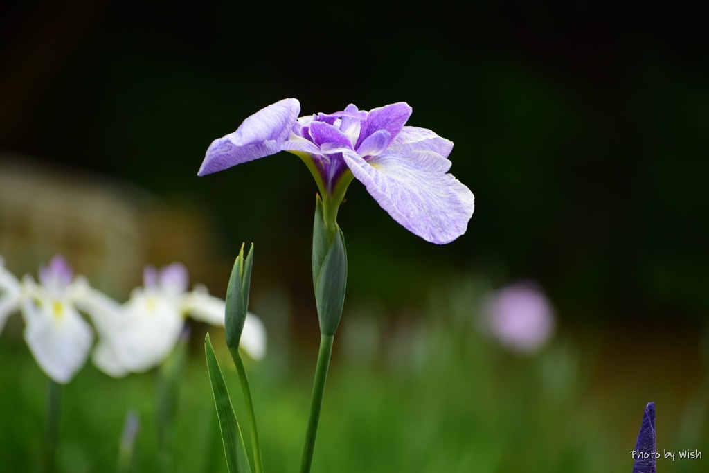 曇り空の菖蒲園