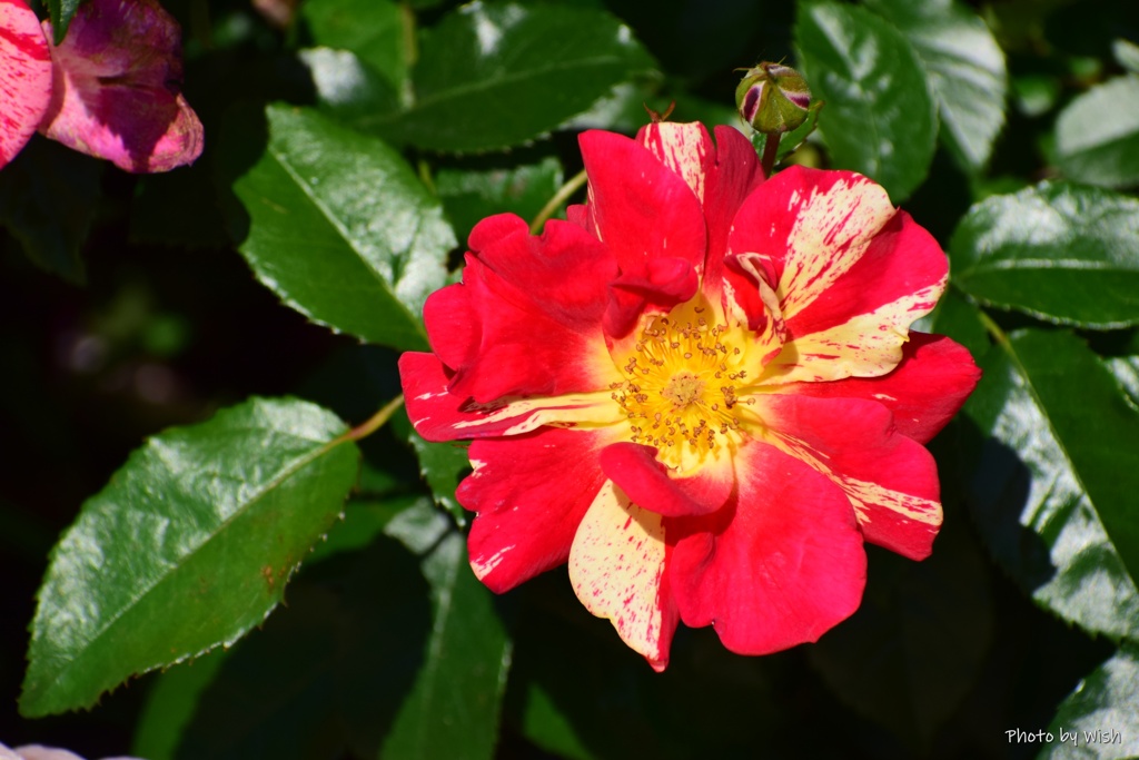 薔薇模様