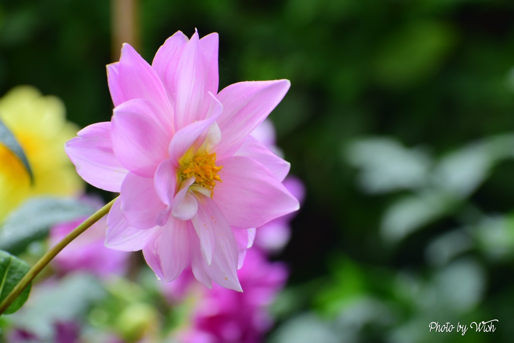 １１月のダリア