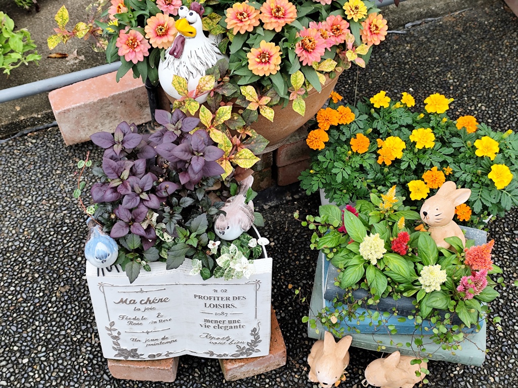 寄せ植えの彩