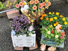 寄せ植えの彩