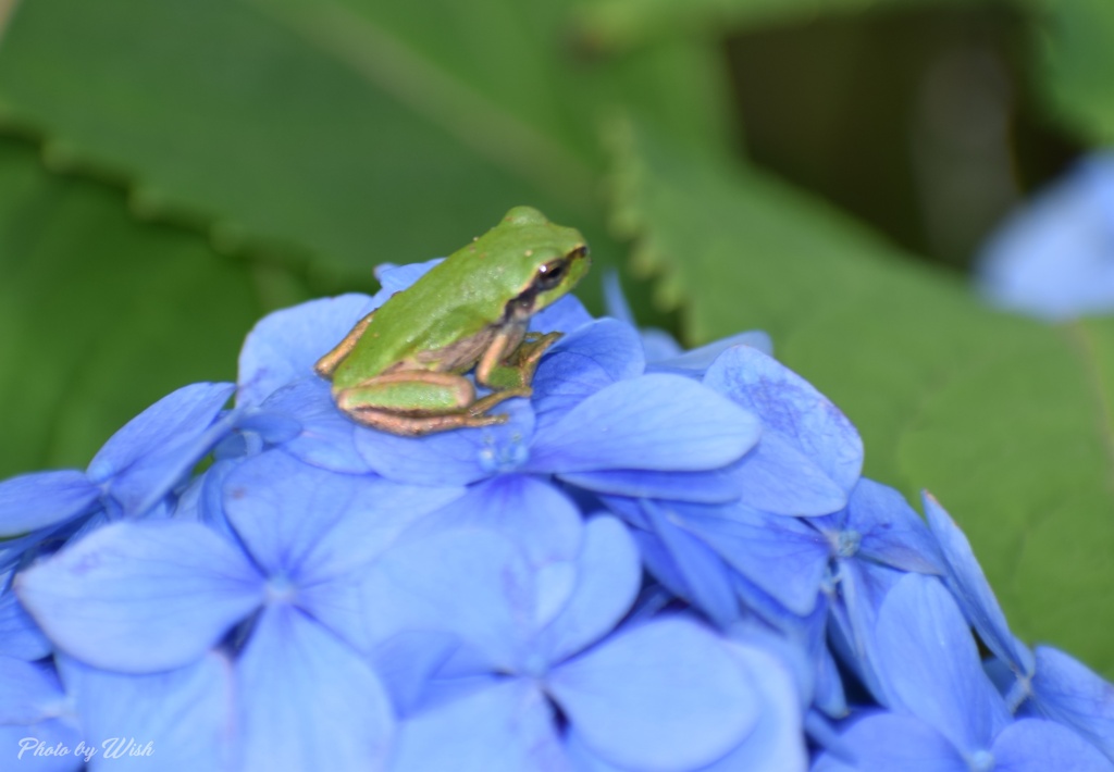 アマガエル
