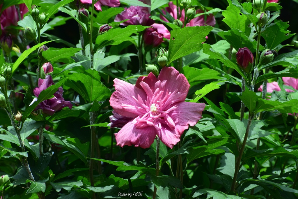 木槿