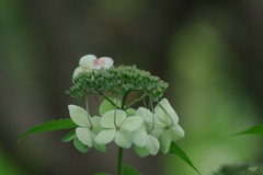 見頃が終えて