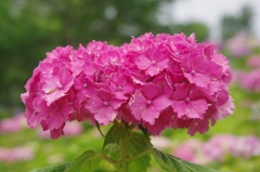 紫陽花③