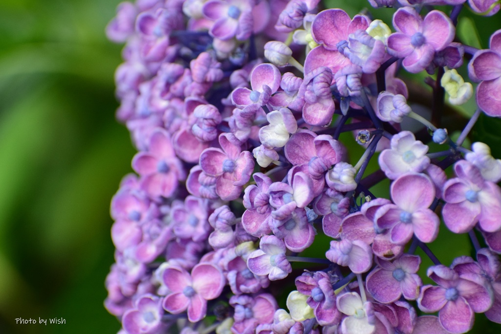 紫色のウズアジサイ