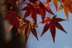 晩秋の紅葉
