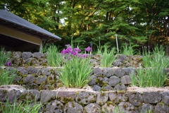 夕刻の花菖蒲園