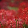 咲き初めの彼岸花