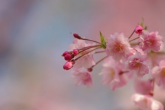 しだれ桜：蕾.開花.芽吹き