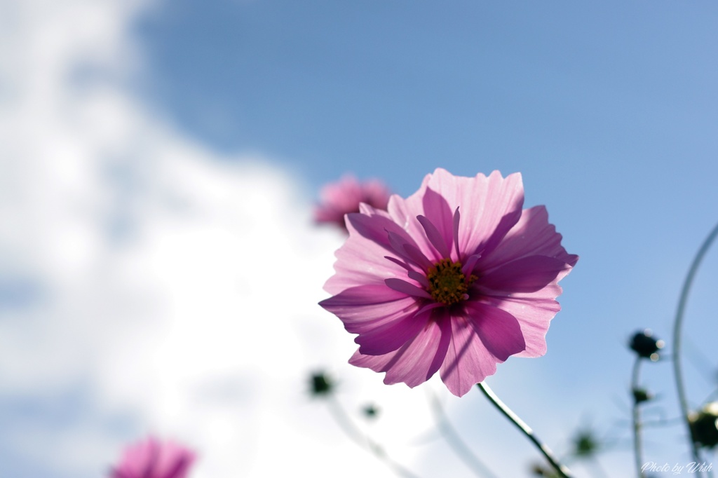 透き通る花弁