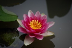 赤色の花弁
