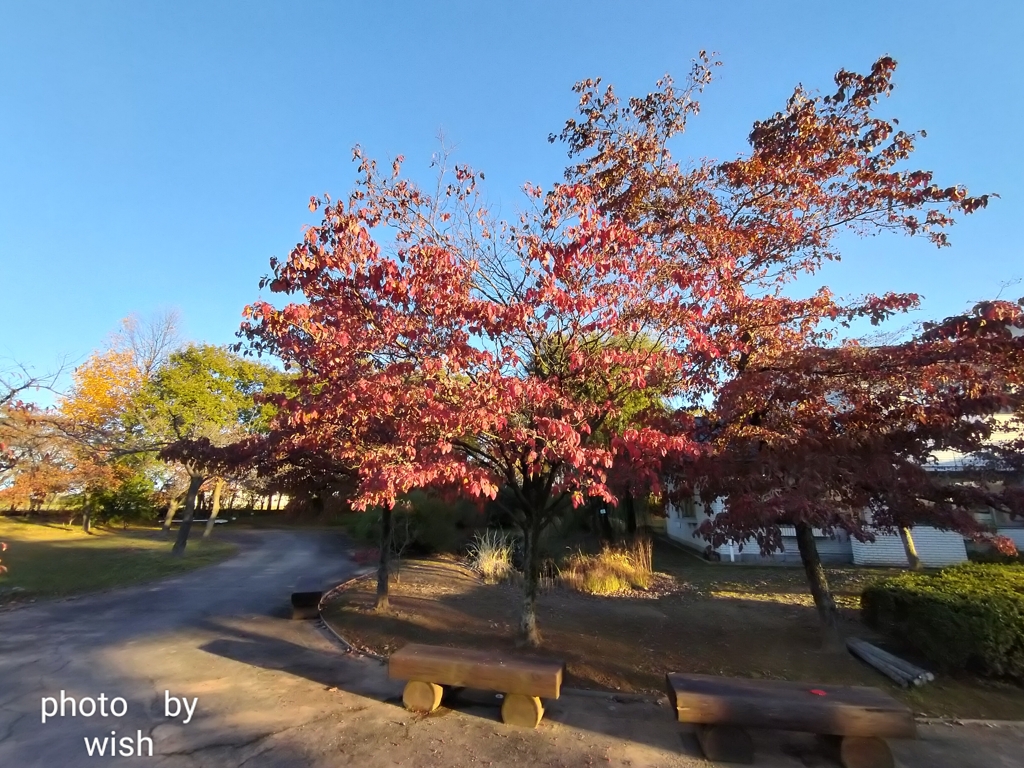 ハナミズキの紅葉