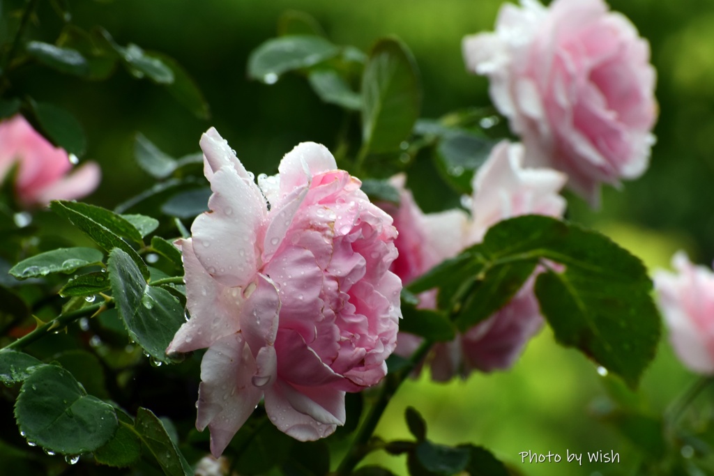弦薔薇：雫を纏う