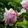 弦薔薇：雫を纏う