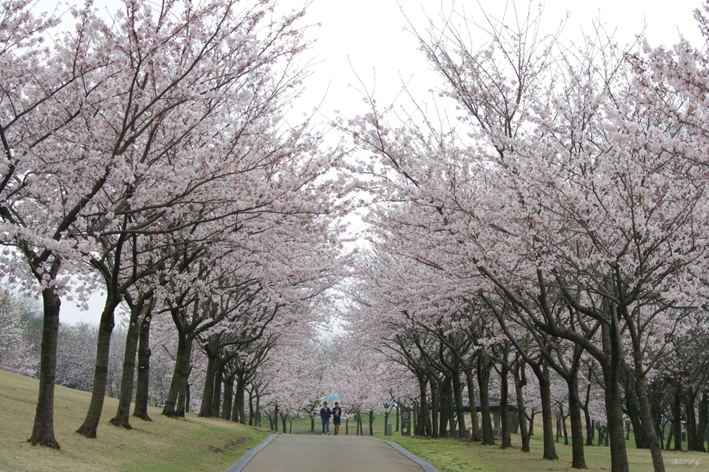 桜並木