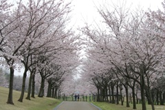 桜並木