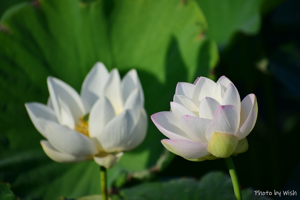 水田に咲く花