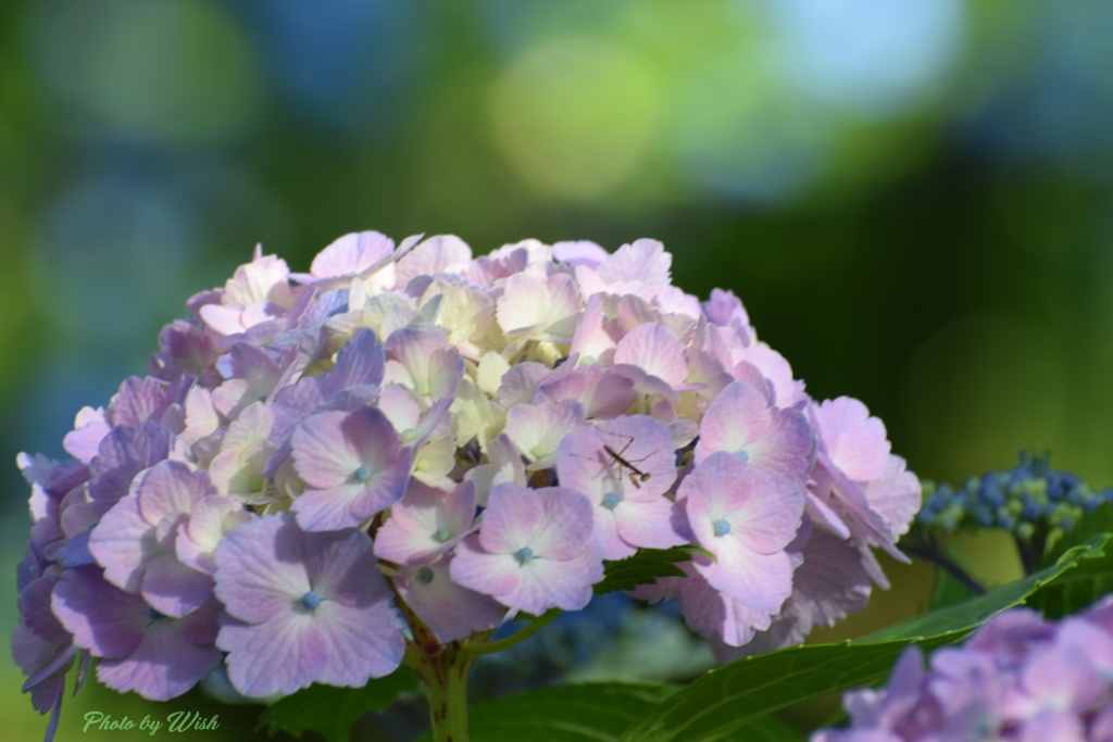 紫陽花とカマキリ幼虫